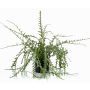 Cactus rhipsalis cassutha de plástico BERJA, verde, 50cm