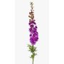 Delphinium textil SZILVIA, púrpura, 130cm