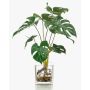 Philodendron Monstera Deliciosa artificial PAVONIS en maceta de cristal, 40cm