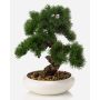 Bonsái artificial Pino MIRSANDA en maceta para bonsáis, 35 cm