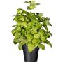 Hierba artificial albahaca WONDYR en maceta decorativa, verde, 30 cm