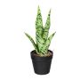 Planta suculenta artificial Sansevieria ZORPS en maceta decorativa, raíces, verde-gris, 27 cm