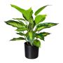 Planta artificial Dieffenbachia PLUHON, raíces, verde oscuro, 45 cm