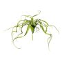 Suculenta artificial Tillandsia streptophylla KRIFT, varilla, verde, 65 cm