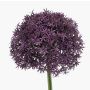 Allium artificial PRAXEN, lila oscuro, 90 cm