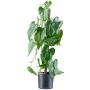 Planta artificial flor flamingo TROMLEN, raíces aéreas, verde, 65 cm
