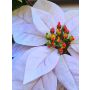 Poinsettia artificial de terciopelo LIBASSE, blanco-rosa, 65 cm
