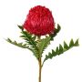 Flor decorativa Banksia serrata PONGER, rojo burdeos, 70 cm
