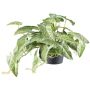 Planta artificial Alocasia zebrina variegata colgante KLUVY, verde-crema, 40 cm