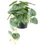 Planta artificial Pimienta enana LUMHER, maceta decorativa, colgante, verde-gris, 24 cm
