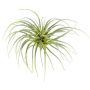 Planta artificial Suculenta Tillandsia stricta CLONK, varilla, verde claro, 20 cm, Ø35 cm