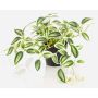 Planta artificial Tradescantia zebrina DIHALLO en maceta decorativa, verde-blanca, 19 cm