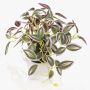 Planta artificial Tradescantia zebrina DIHALLO en maceta decorativa, verde-lila, 19 cm