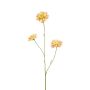 Rama decorativa Scabiosa DIHALLY, amarillo melocotón, 80 cm