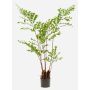Palmera de plástico Palmera cola de pez JENKFAN, verde, 140 cm