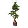 Árbol decorativo bonsái alerce WOME en maceta de magnesio, 155 cm