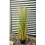 Cañizo chino artificial WASDIN con panículas, verde-beige, 125 cm