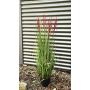 Cañizo chino artificial WASDIN con panículas, verde-rosa, 125 cm