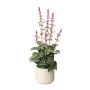 Planta decorativa Salvia FURNES en maceta decorativa, rosa, 45 cm