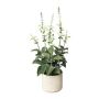 Planta decorativa Salvia FURNES en maceta decorativa, blanca, 45 cm