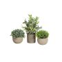 Arreglo artificial LAVADA de boj, hierba ornamental, espino cerval, maceta decorativa, verde, 12-25 cm