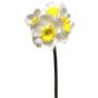 Narciso artificial SEPUNY, amarillo crema, 40 cm