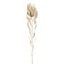 Flor decorativa Protea LAWARE, crema, 75 cm