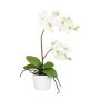 Flor decorativa Phalaenopsis MORLEK, maceta de cerámica, raíces, crema, 60 cm