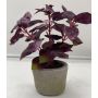 Planta artificial albahaca POLINDA en maceta decorativa, rojo burdeos, 26 cm