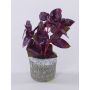 Planta artificial albahaca POLINDA en maceta decorativa, rojo burdeos, 26cm