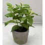 Planta artificial albahaca POLINDA en maceta decorativa, verde, 26 cm