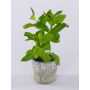 Planta artificial albahaca POLINDA en maceta decorativa, verde, 26cm