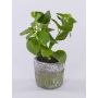 Planta artificial menta POLINDA en maceta decorativa, verde, 26cm