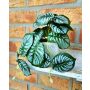 Planta artificial Calathea Orbifolia SOLINDA, maceta decorativa, colgante, 17 cm