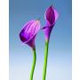 Calla artificial SUSANA, morado claro-morado oscuro, 70cm, 8x12cm