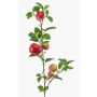 Rama decorativa de manzano ZANINA con frutos, rojo-amarillo, 95 cm
