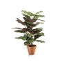 Planta artificial Calathea makoyana TROGAR en maceta de terracota, verde-violeta, 65 cm
