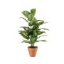 Planta artificial Dieffenbachia ELSAWA en maceta de terracota, verde, 65 cm