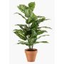 Planta artificial Dieffenbachia ELSAWA en maceta de terracota, verde, 65 cm