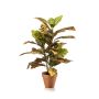 Planta artificial Croton ISKANDAR en maceta de terracota, multicolor, 65 cm