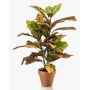 Planta artificial Croton ISKANDAR en maceta de terracota, multicolor, 65 cm