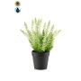 Erica artificial ELSAWO en maceta decorativa, crossdoor, blanco-verde, 30 cm