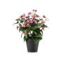 Pensamientos artificiales NORHA en maceta decorativa, rosa-lila-blanco, 30 cm