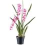 Flor decorativa Cymbidium KLORVEN, raíces, blanco-lila, 80 cm