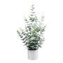 Planta artificial eucalipto FULHER, maceta de melamina, verde grisáceo, 65 cm
