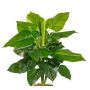 Planta artificial filodendro Scandens GIMPA, varilla, 50 cm