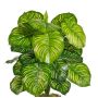 Planta artificial Calathea Orbifolia BLAHEN, varilla, verde, 50 cm
