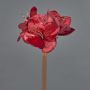 Amaryllis de terciopelo KIRSTY, rojo, 70cm, Ø9cm