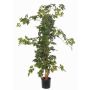Cissus artificial RAMAN, troncos reales, verde, 115cm