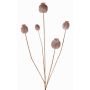 Cápsula de amapola artificial FILOMELA, marrón claro, 75cm, Ø2-3,5cm